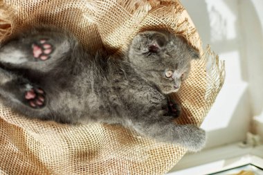 Cute little scottish british gray kitten on the basket at home, funny cat. Love animals, pet, sunlight.