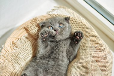 Cute little scottish british gray kitten on the basket at home, funny cat. Love animals, pet, sunlight.
