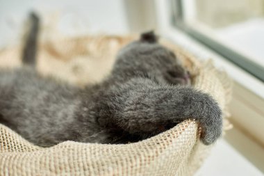 Cute little scottish british gray kitten on the basket at home, funny cat. Love animals, pet, sunlight.