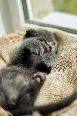 Cute little scottish british gray kitten on the basket at home, funny cat. Love animals, pet, sunlight.