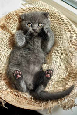 Cute little scottish british gray kitten on the basket at home, funny cat. Love animals, pet, sunlight.