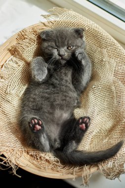 Cute little scottish british gray kitten on the basket at home, funny cat. Love animals, pet, sunlight.