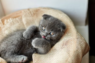 Cute little scottish british gray kitten on the basket at home, funny cat. Love animals, pet, sunlight.