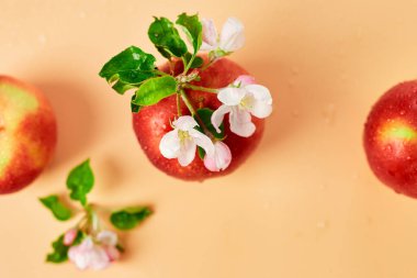 Elma çiçekleri ve olgun kırmızı elmalar turuncu bir arka planda, meyveler ve çiçekler, sping konsepti üzerinde yatıyorlardı. Üst görünüm