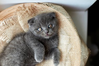 Cute little scottish british gray kitten on the basket at home, funny cat. Love animals, pet, sunlight.