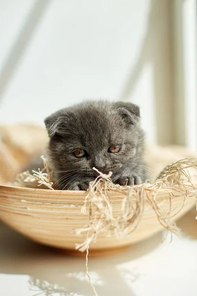 Cute Little Scottish British Gray Kitten Basket Home Funny Cat — Fotografia de Stock