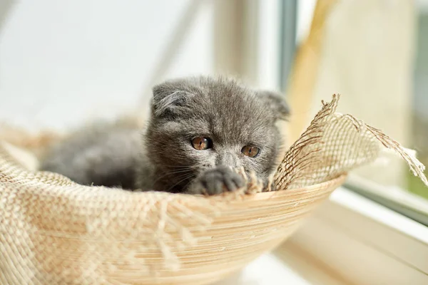 Cute Little Scottish British Gray Kitten Basket Home Funny Cat — Fotografia de Stock