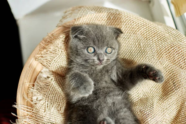 Cute little scottish british gray kitten on the basket at home, funny cat. Love animals, pet, sunlight.