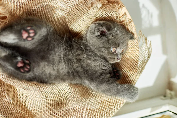 Cute little scottish british gray kitten on the basket at home, funny cat. Love animals, pet, sunlight.