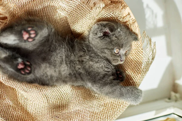 Cute Little Scottish British Gray Kitten Basket Home Funny Cat — Foto Stock