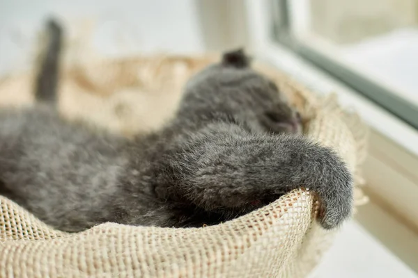 Cute little scottish british gray kitten on the basket at home, funny cat. Love animals, pet, sunlight.