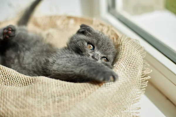 Cute little scottish british gray kitten on the basket at home, funny cat. Love animals, pet, sunlight.