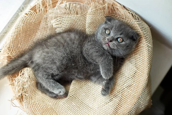 Cute little scottish british gray kitten on the basket at home, funny cat. Love animals, pet, sunlight.
