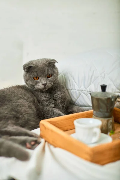 Scottish gray cat on bed with coffee cup, geyser coffee maker and flowers on tray on white bed sheets, good morning, breakfast in the bed at home.