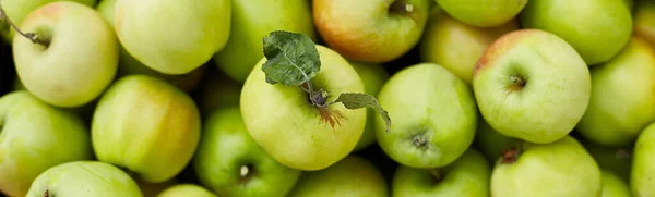 Bannière Pommes Vertes Fraîches Sur Les Boîtes Bois Récolte Espace — Photo
