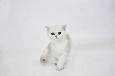 Beyaz arka planda güzel beyaz bir kedi yavrusu İngiliz Gümüş çinçillası