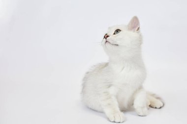 Beyaz arka planda güzel beyaz bir kedi yavrusu İngiliz Gümüş çinçillası