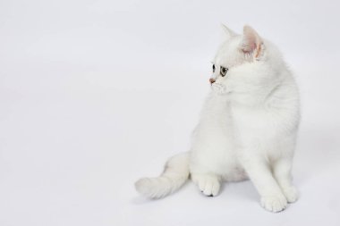 Beyaz arka planda güzel beyaz bir kedi yavrusu İngiliz Gümüş çinçillası