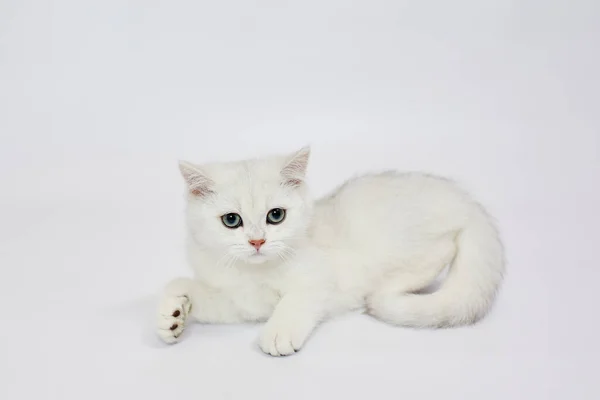 Beautiful White Kitten British Silver Chinchilla White Background — Stock Photo, Image