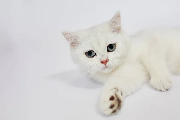 一只漂亮的白猫 白色背景上的英国银猫 — 图库照片