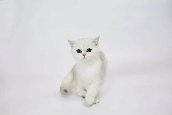 一只漂亮的白猫 白色背景上的英国银猫 — 图库照片