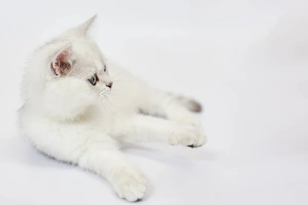 Lindo Gatinho Branco Britânico Prata Chinchila Fundo Branco — Fotografia de Stock