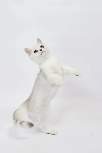 Lindo Gatinho Branco Britânico Prata Chinchila Saltando Fundo Branco — Fotografia de Stock