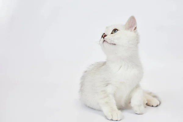 Ein Schönes Weißes Kätzchen British Silver Chinchilla Auf Weißem Hintergrund — Stockfoto