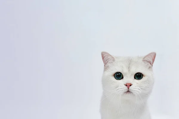 Eine Schöne Weiße Katze British Silver Chinchilla Auf Weißem Hintergrund — Stockfoto