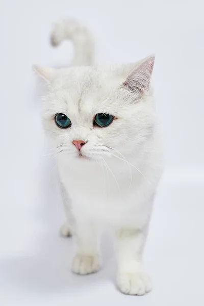 Lindo Gatinho Branco Britânico Prata Chinchila Fundo Branco — Fotografia de Stock