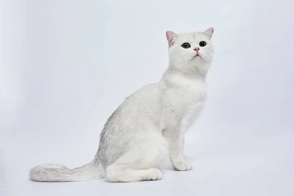 Eine Schöne Weiße Katze British Silver Chinchilla Auf Weißem Hintergrund — Stockfoto