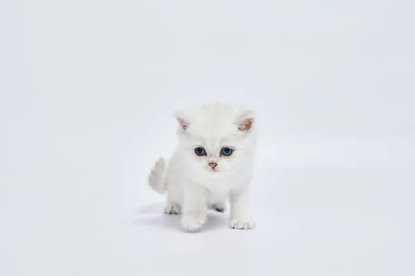 Beyaz Arka Planda Güzel Beyaz Bir Kedi Yavrusu Ngiliz Gümüş — Stok fotoğraf