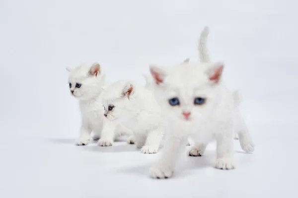 Lindo Gatinho Branco Britânico Prata Chinchila Fundo Branco — Fotografia de Stock