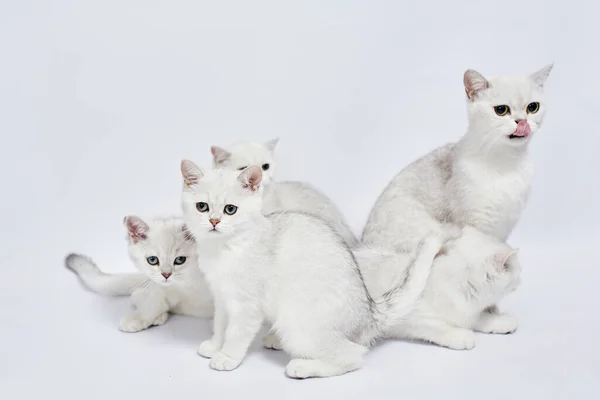 一只漂亮的白猫和猫 家系英国银猫 背景为白色 — 图库照片