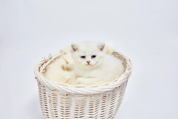 Een Mooie Witte Kittens Britse Zilveren Chinchilla Zit Een Mandje — Stockfoto