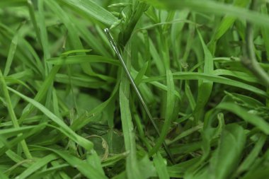 Samanlıkta, yakın çekim