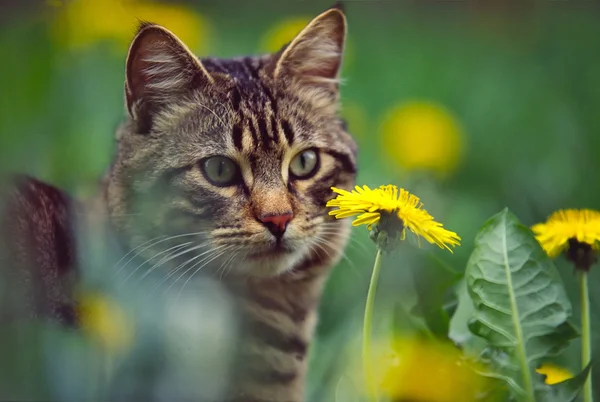 Kočka a žlutý květ — Stock fotografie