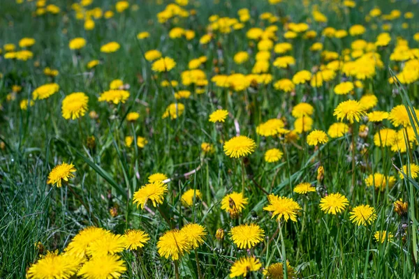 Dandelions meadow. Selective focus on some dandelions heads in blurred background. — Stock Photo, Image