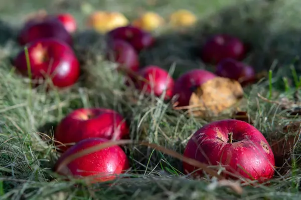Red apples in the grass. Selective focus on apples in blurred background. Close up.