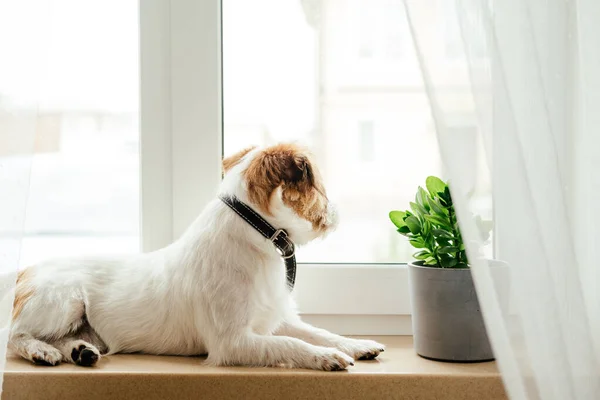 Fajtatiszta Jack Russell Terrier. — Stock Fotó