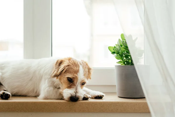 Fajtatiszta Jack Russell Terrier. — Stock Fotó