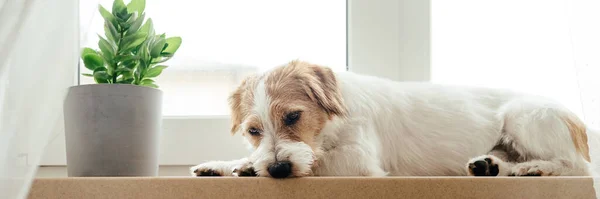 Fajtatiszta Jack Russell Terrier. — Stock Fotó