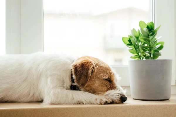 Fajtatiszta Jack Russell Terrier. — Stock Fotó