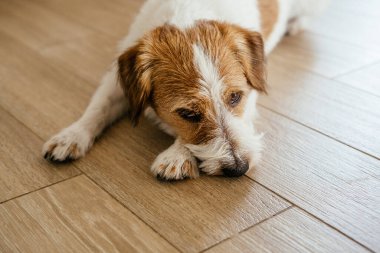 Safkan Jack Russell Teriyeri.