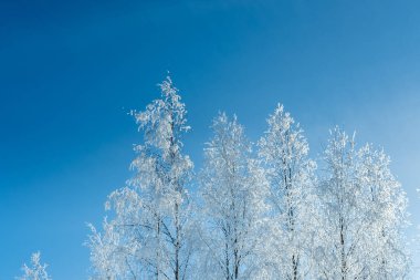 kar kaplı ağaçlar mavi gökyüzü.