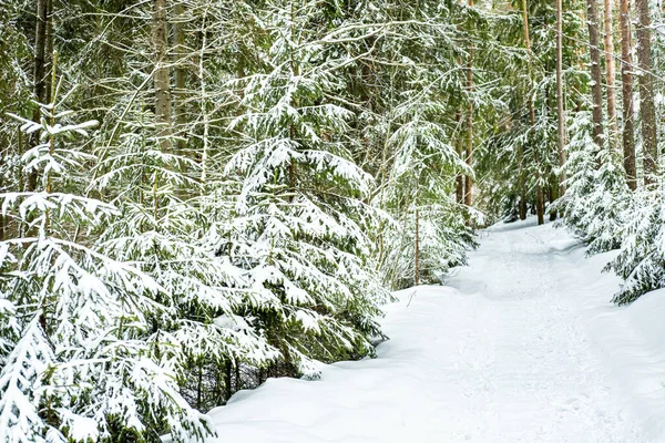 Inverno paisagem florestal. — Fotografia de Stock