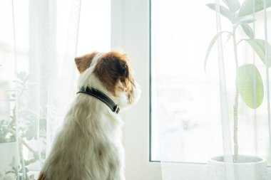 Safkan Jack Russell Teriyeri.