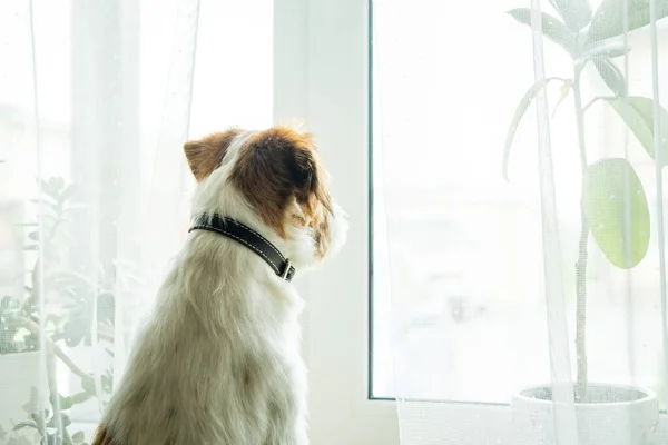 Fajtatiszta Jack Russell Terrier. — Stock Fotó