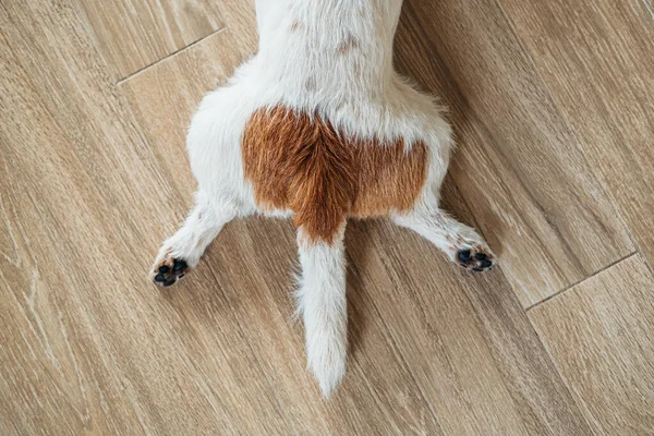 Jack Russell Terrier di razza pura. Fotografia Stock