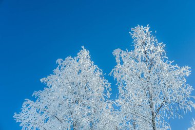 kar kaplı ağaçlar mavi gökyüzü.